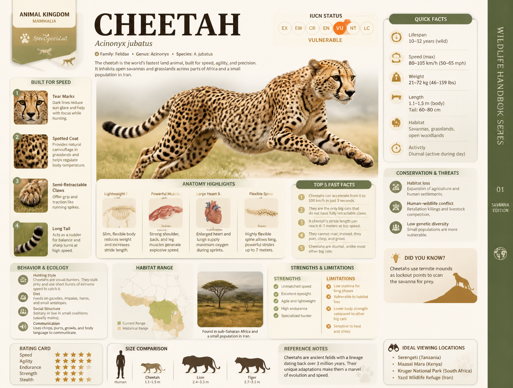 Based on CHEETAH, create a high-quality vertical “encyclopedia-style educational infograp…