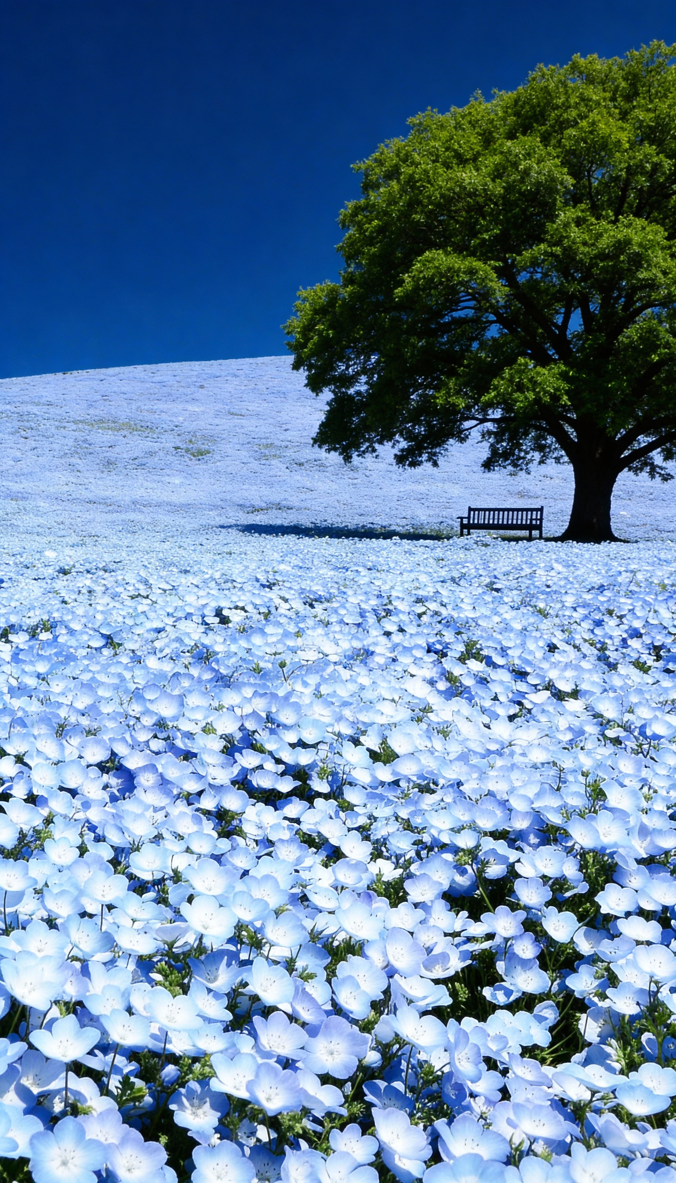 The Quiet Tree Blue Blossoms