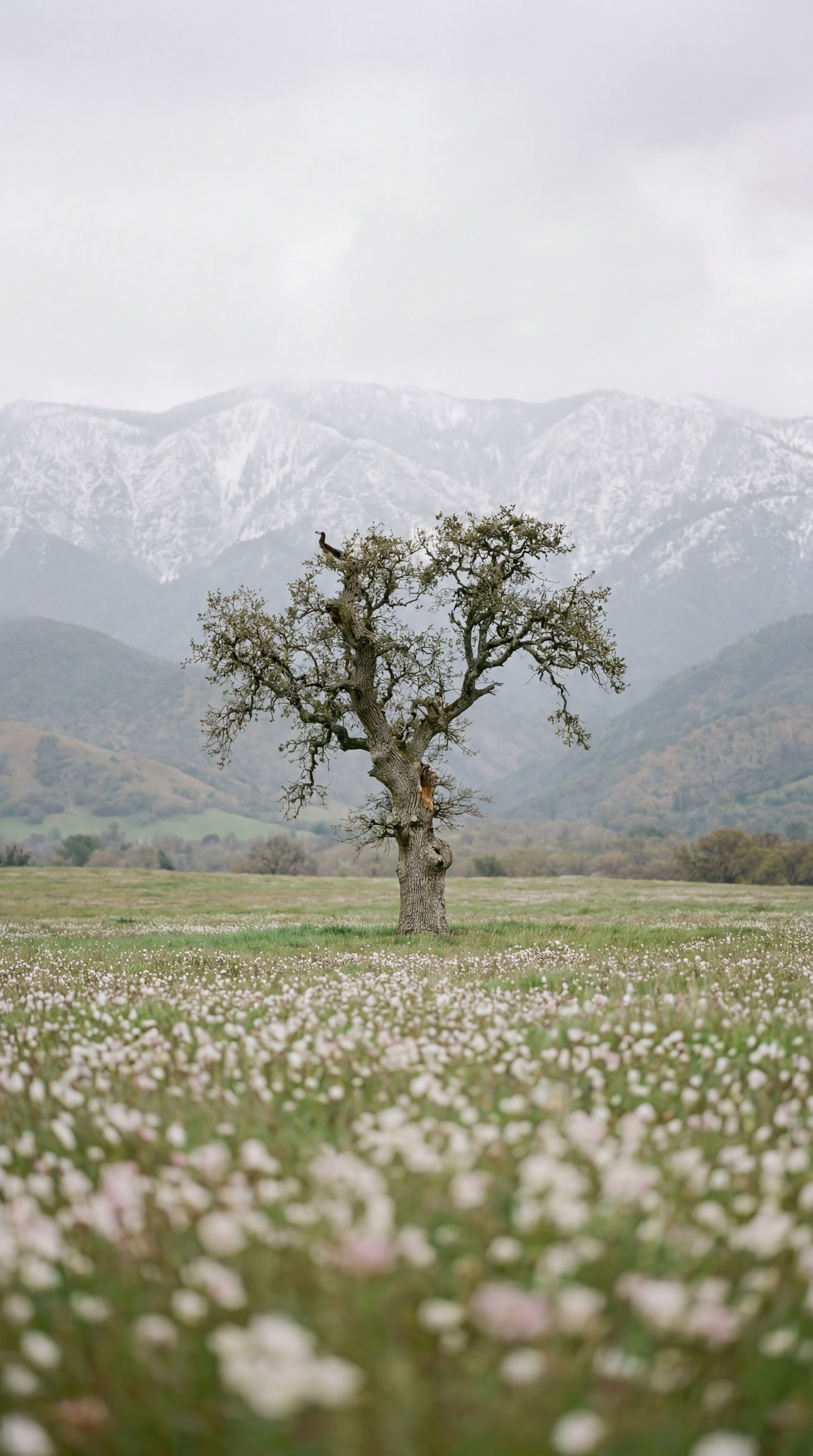 Old Tree Clouded Field