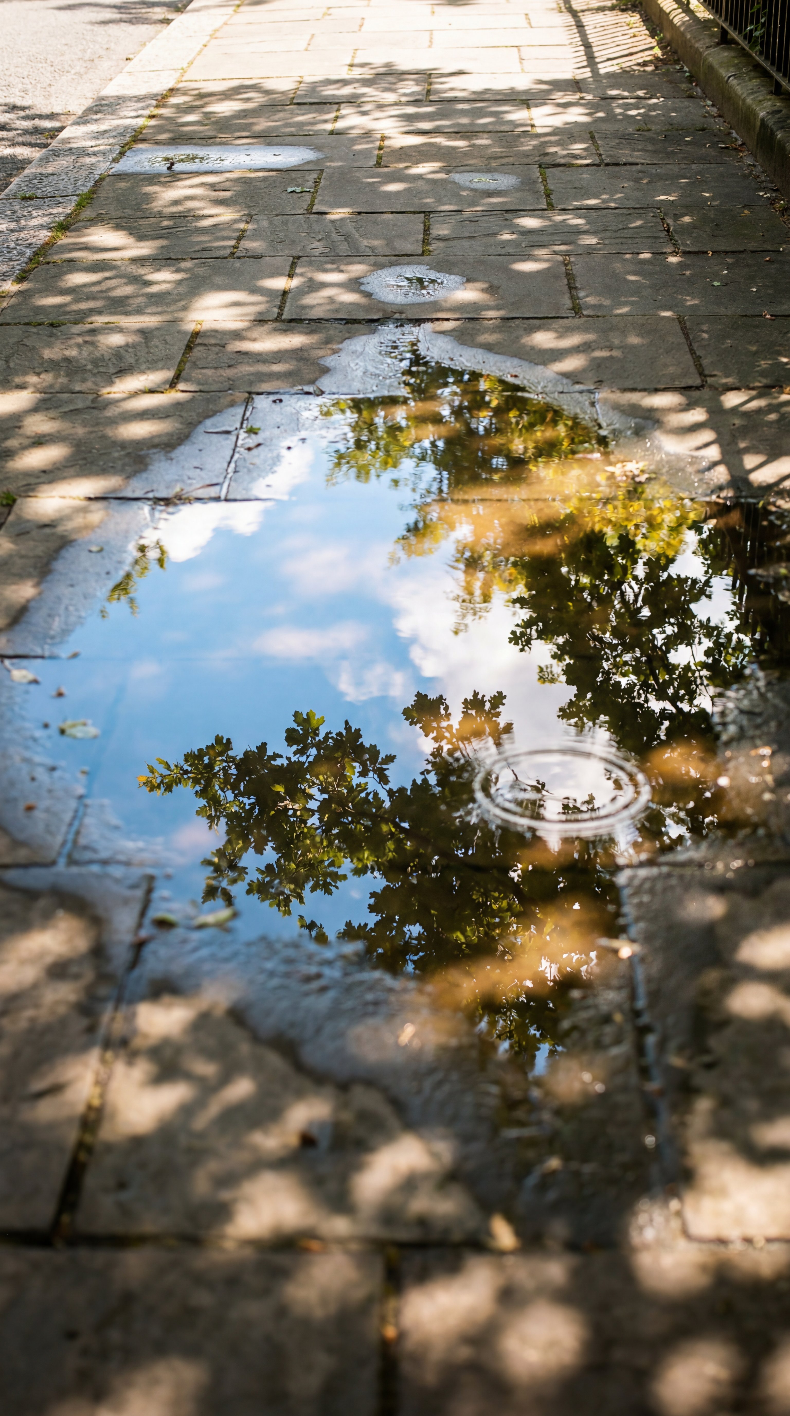 Afternoon Reflected in a Puddle