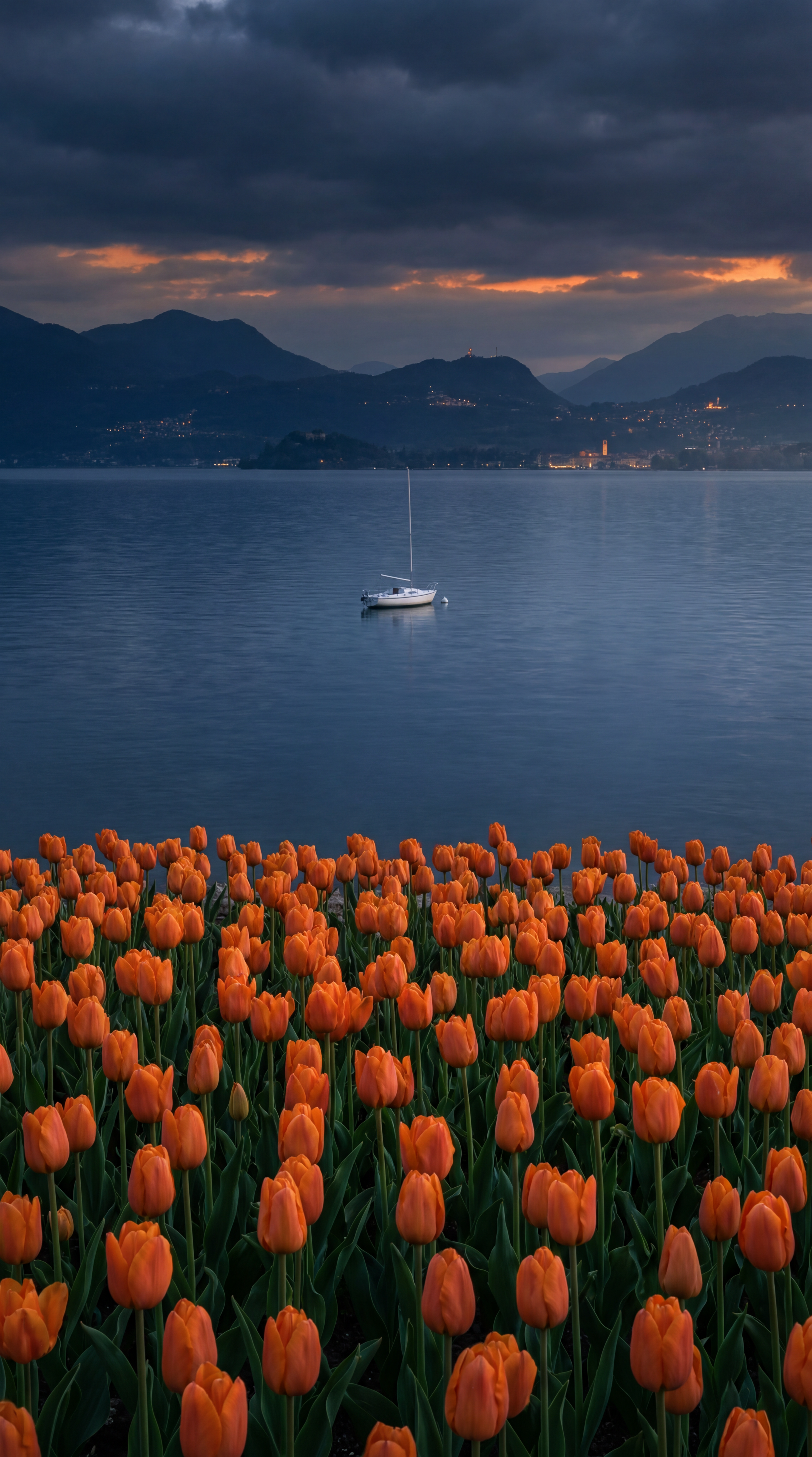 Orange Blooms Before the Storm
