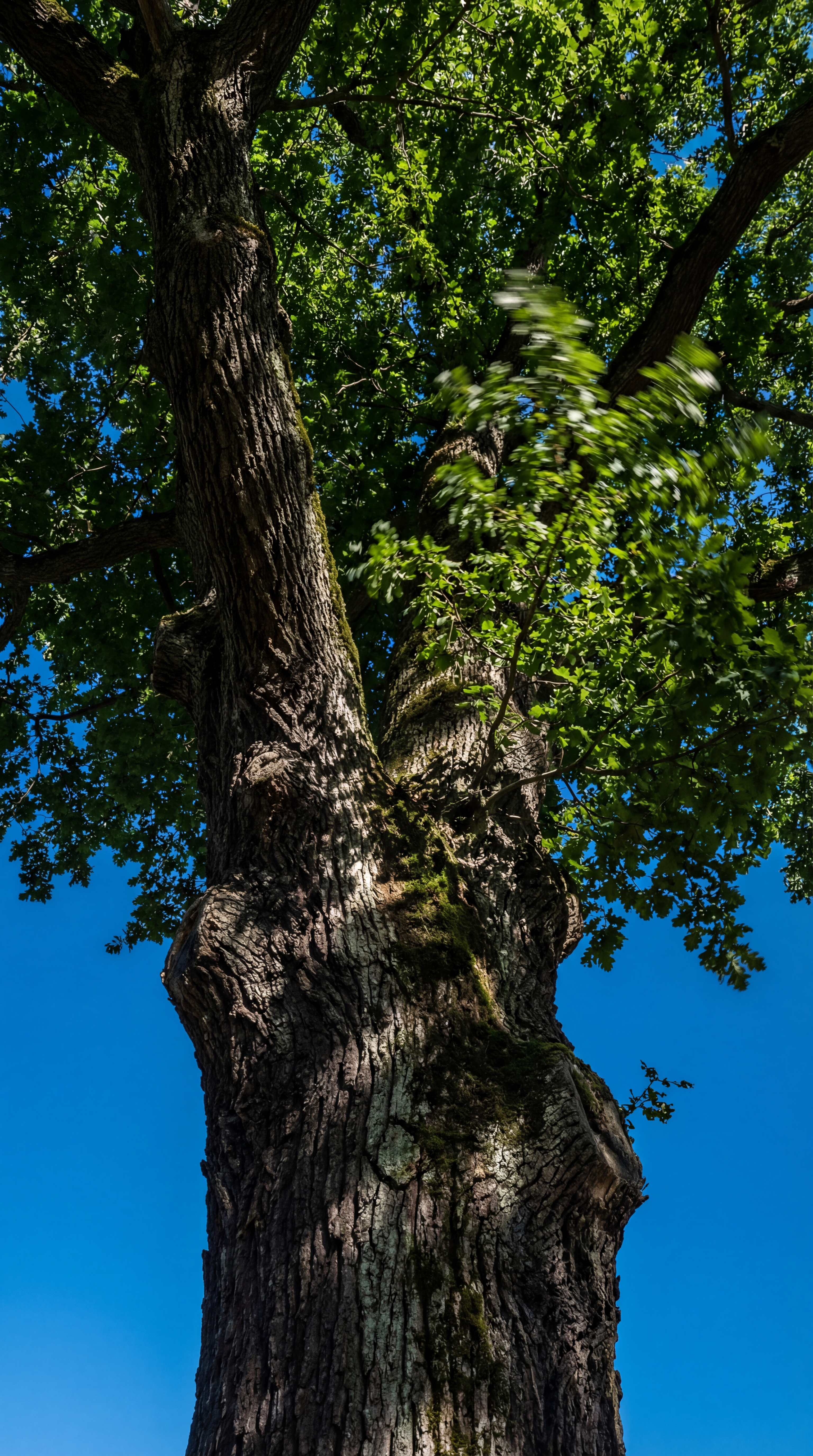 The Old Tree Holding Wind
